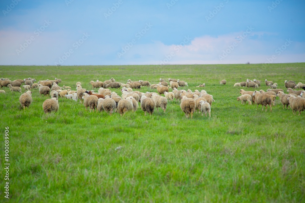 Obraz premium The sheep grazing and walking on green grass .