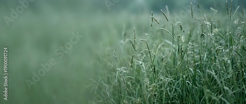 Panel kuchenny z motywem Fresh green grass field with morning dew drops in soft natural light creating peaceful meadow atmosphere for nature backgrounds and wellness concepts.