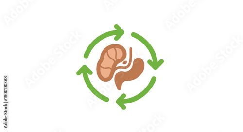 Human Stomach Digestive System Anatomy.