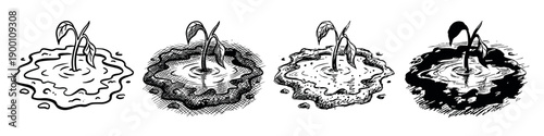 Small plant sprout growing from a puddle, shown in a set of four hand-drawn ink illustrations with varying styles from line art to detailed cross-hatching