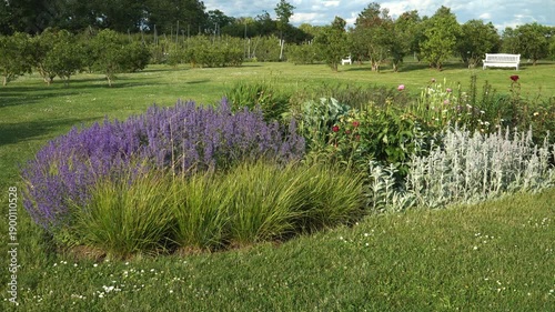 Wallpaper Mural Sunny park garden landscape with a large flowerbed. Blooming purple lavenders, ornamental grass, and silvery Lamb's ears create a colorful display. Benches and an orchard are in the background.  Torontodigital.ca