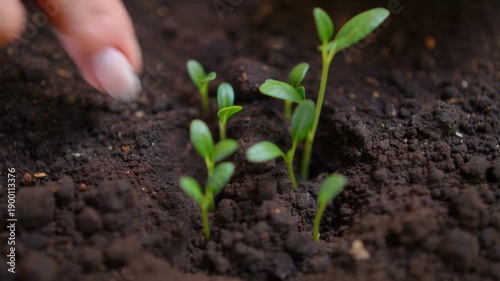 Close-up footage of hands gently planting vibrant green seedlings into dark, fertile soil.