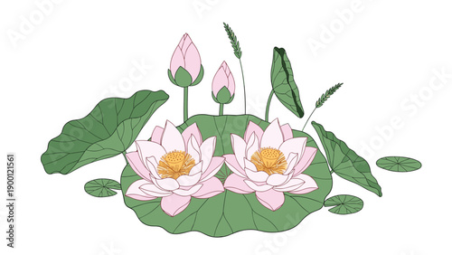 Serene botanical illustration features two fully bloomed pink lotus flowers accompanied by two buds and several large green lily pads.