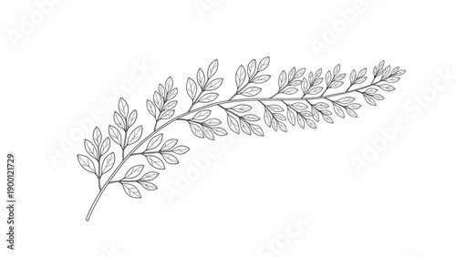 Elegant hand drawn botanical illustration of a single leafy branch with intricate details on a plain white background.