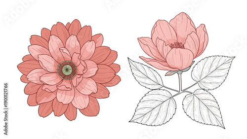 Two distinct pink flowers including a dahlia and a wild rose with leaves shown in a detailed botanical illustration style.