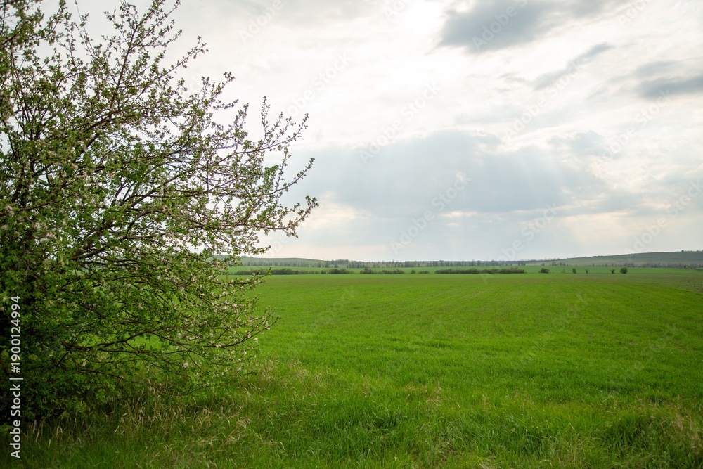 Obraz premium Mountainous landscape of summer with forest hill