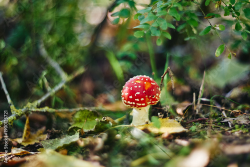 Photos Red fly agaric mushroom with white spots growing among fallen leaves and green f