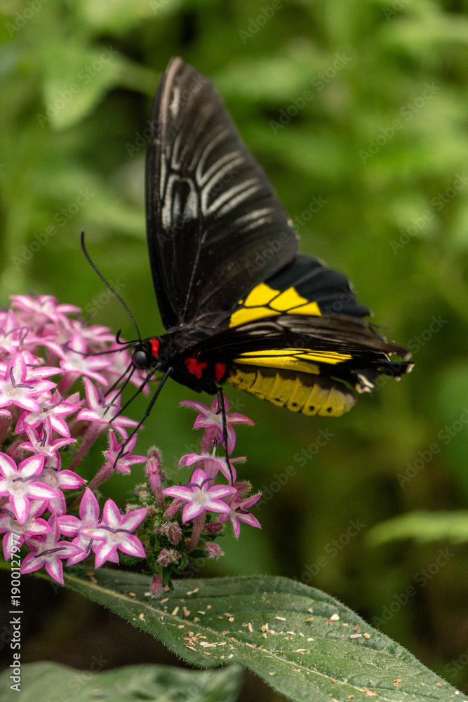 Naklejka premium golden birdwing butterfly on a flower