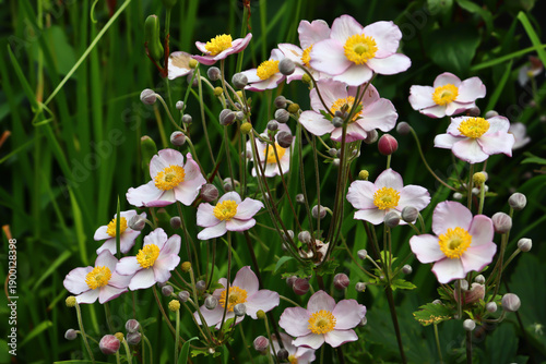 Fotografie Pale pink flower Japanese anemone, close-up