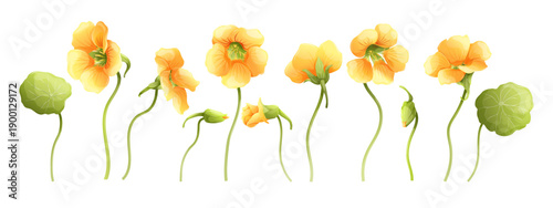 Yellow nasturtium floral elements set, 6 flowers, buds and green round leaves. Botanical vector collection for wedding invitations and garden design. Isolated on white background