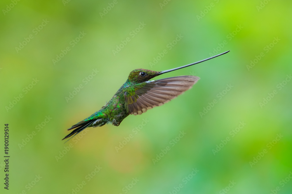 Obraz premium The remarkable Sword-billed Hummingbird (Ensifera ensifera) with its characteristic long bill perched on a branch at the Santuario de Colibríes in the Peruvian Andes.