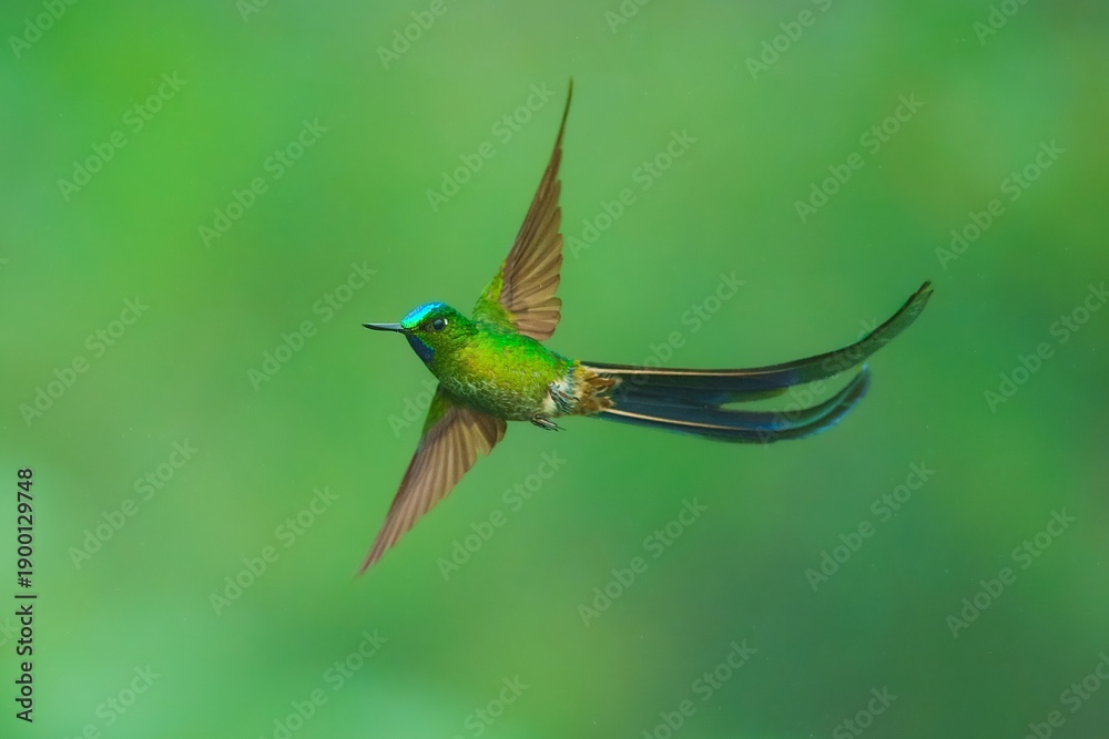 Obraz premium Male Long-tailed Sylph hummingbird (Aglaiocercus kingii) displaying its extremely long, iridescent blue and green forked tail while in flight through a montane cloud forest in the South American Andes