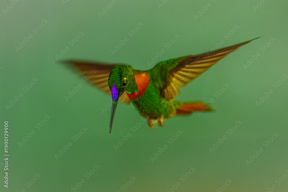 Fototapeta premium Male Gould's Jewelfront hummingbird (Heliodoxa aurescens) in flight, showing its iridescent green plumage, violet forehead, and characteristic rufous breast band against a blurred green jungle backgro