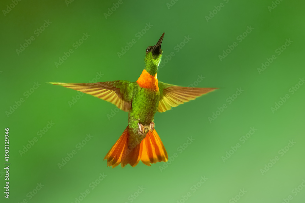 Fototapeta premium Male Gould's Jewelfront hummingbird (Heliodoxa aurescens) in flight, showing its iridescent green plumage, violet forehead, and characteristic rufous breast band against a blurred green jungle backgro