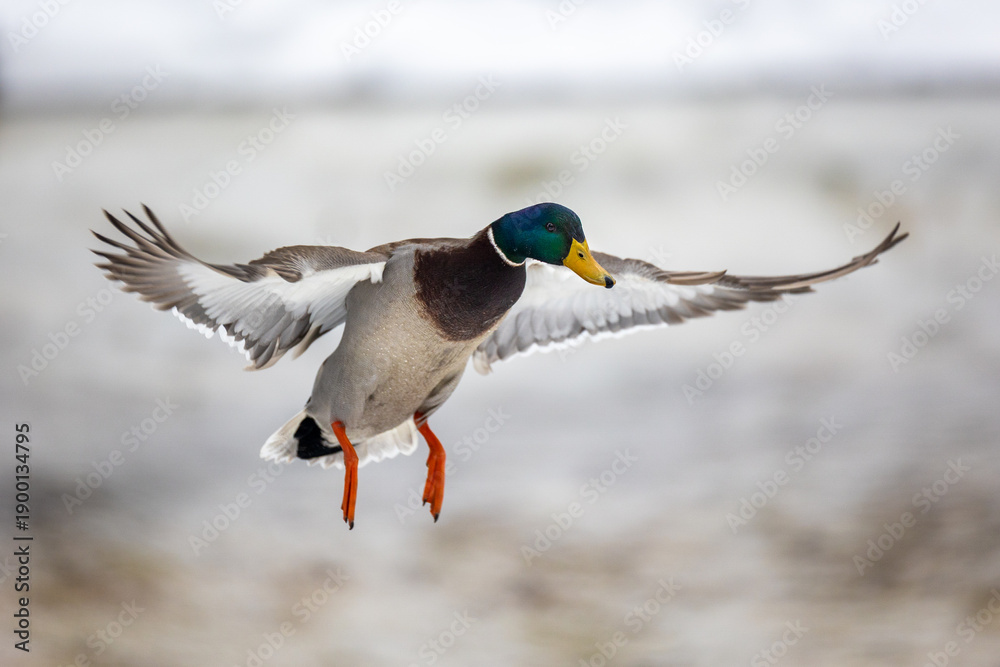Obraz premium Male Mallard (Anas platyrhynchos) in the snow