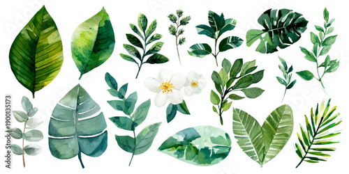 Collection of diverse evergreen trees in various shapes and sizes with a white background