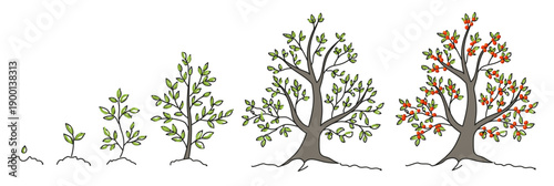 Trees, growth stages sketch. Animation progress. Plant development. Hand drawn vector line.  Nature illustration on transparent background.