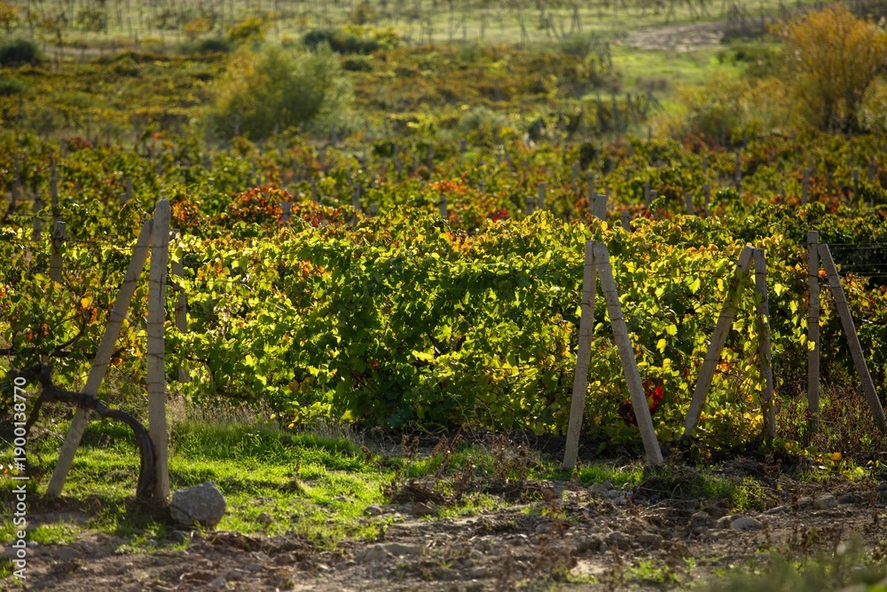 Naklejka premium Vineyard agricultural fields aerial landscape during sunrise.