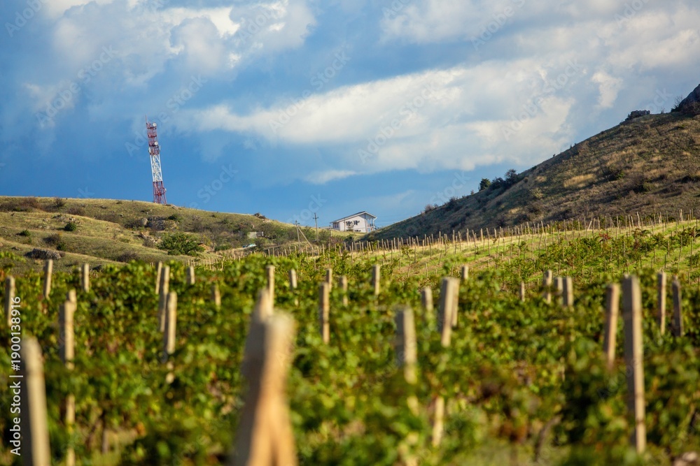 Naklejka premium Vineyard agricultural fields aerial landscape during sunrise.