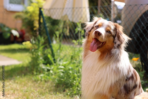 portrait of a australian shepherd
