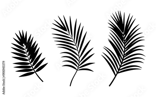 Black palm fronds with pointed leaves arranged a white background leaf