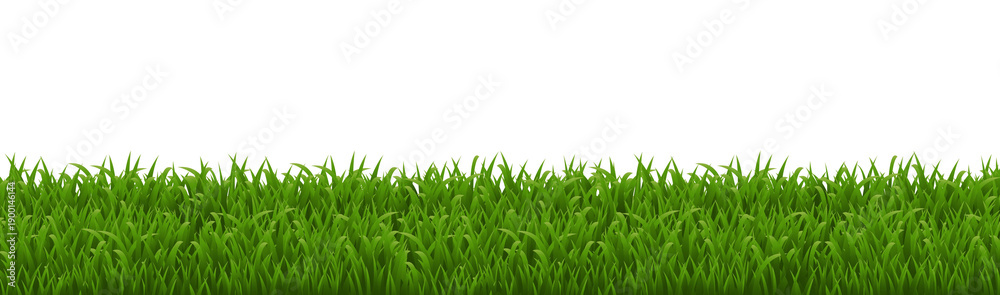 Fototapeta premium Green Grass Border Isolated White Background