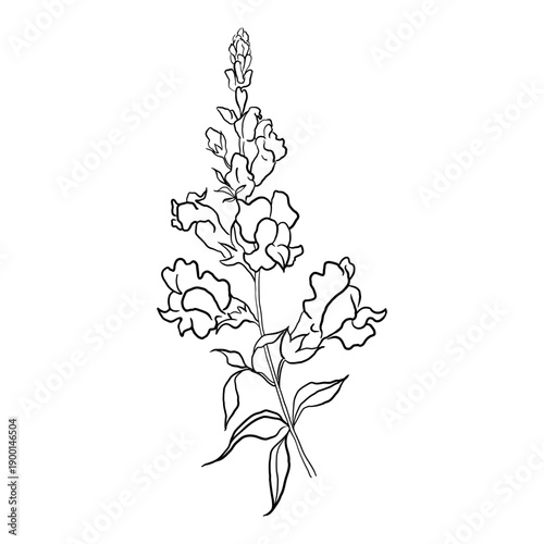 Fényképezés Snapdragon Drawn With Lines On A White Background