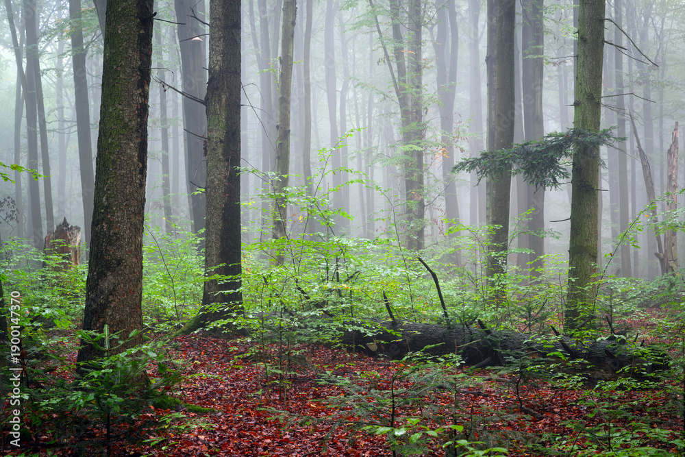 Fototapeta premium Misty morning in the green forest