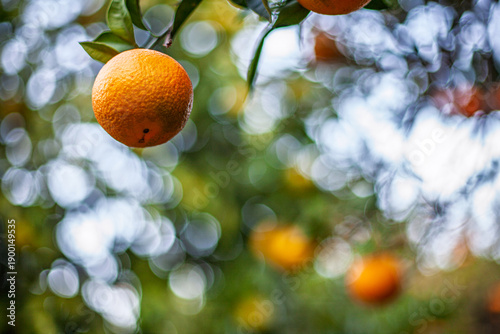 Vibrant Organic Oranges on Tree Branch in Andalusian Orchard, Seville