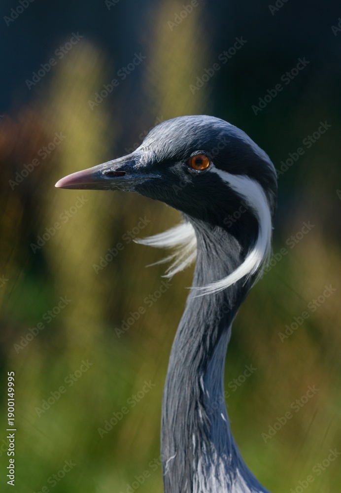 Fototapeta premium Demoiselle crane