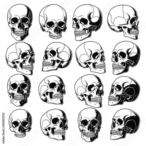 human Skull Anatomy Reference Set - Vector Illustration of Cranium from Multiple Angles
