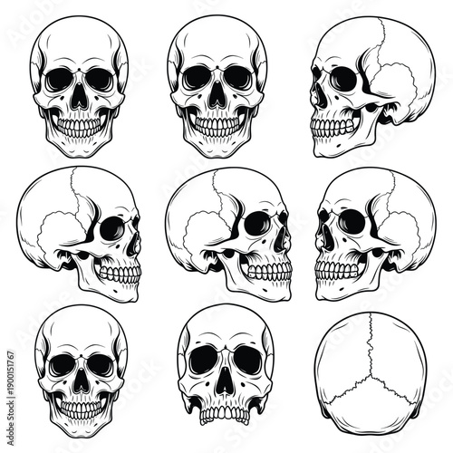 human Skull Anatomy Reference Set - Vector Illustration of Cranium from Multiple Angles