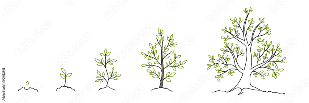 Naklejka premium Trees, growth stages sketch. Animation progress. Plant development. Hand drawn vector line. Nature illustration on transparent background. 