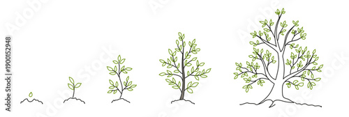Trees, growth stages sketch. Animation progress. Plant development. Hand drawn vector line. Nature illustration on transparent background.
