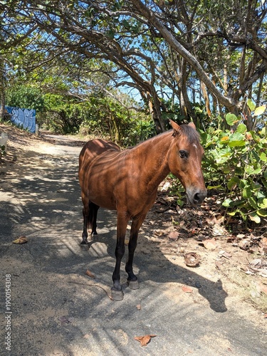 Small brown horse on path