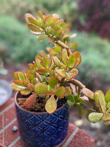 Potted succulent with dew drops