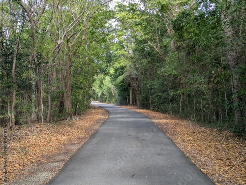 Road through forest in nature preserve