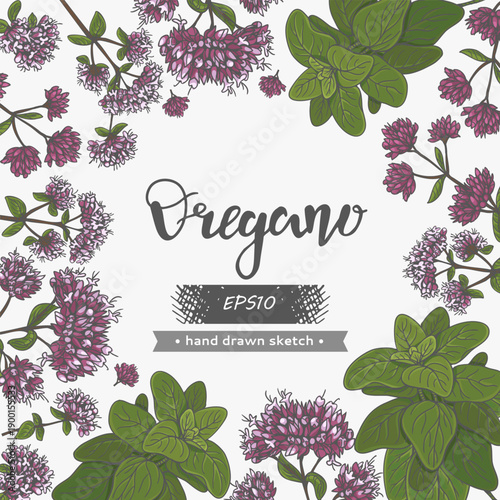 Composition of Oregano plant elements