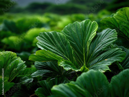 The lush green leaves of a ...