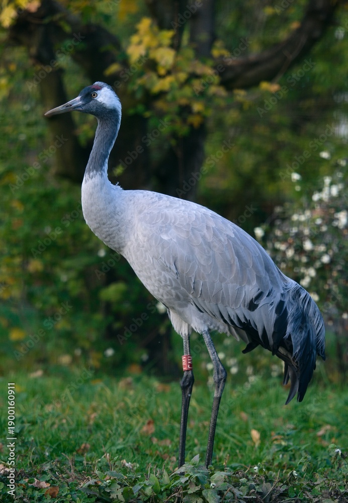Naklejka premium Common crane