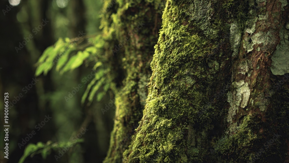 Obraz premium Mossy Tree Trunks in a Lush Forest