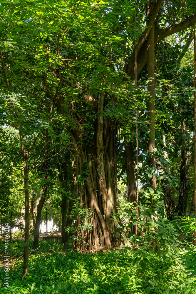 Fototapeta premium trees in the forest