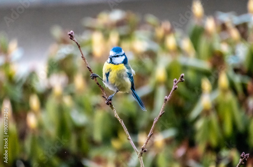 Blaumeise