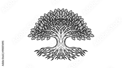 tree with roots and leaves on white background