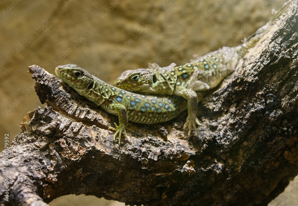 Obraz premium Ocellated lizard