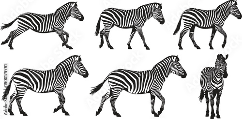 Silhouette of zebras in various poses and a person illustration