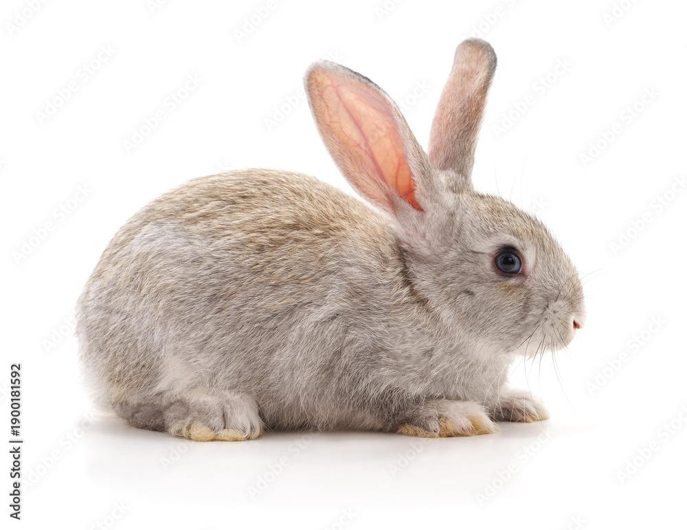 Obraz premium Grey rabbit sitting on white background.