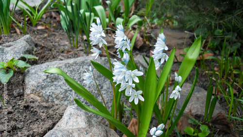  A blooming Scilla Pushkinia lebanese with white and blue inflorescences in spring.    Puschkinia libanotica 'Alba'. Puschkinia scilloides   