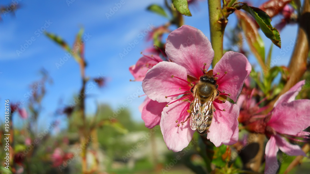 Obraz premium pink peach blossoms on a branch against a blue sky and a bee sitting in a flower