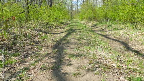 A dirt road in a spring forest. Young, small leaves on the trees. The ground is covered in bizarre ietens from the tree trunks. Early spring, Ukraine.